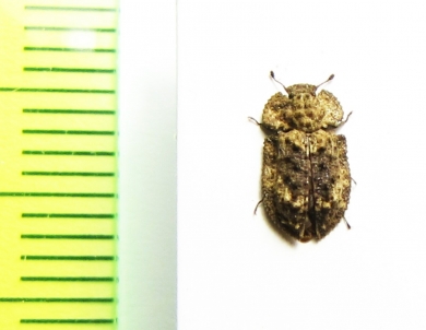 Zopheridae sp.  Madagascar - INSECTS-STORE.RU
