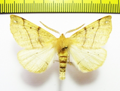 Wilemania nitobei  Russia, Far East - INSECTS-STORE.RU