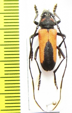 Purpuricenus budensis  Armenia - INSECTS-STORE.RU