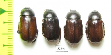 Melolonthinae sp.  China, Guangxi prov. - INSECTS-STORE.RU