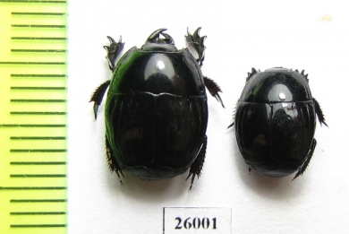 Histeridae sp.  South Africa Rep. - INSECTS-STORE.RU