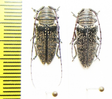 Cerambycidae sp., pair  Congo - INSECTS-STORE.RU