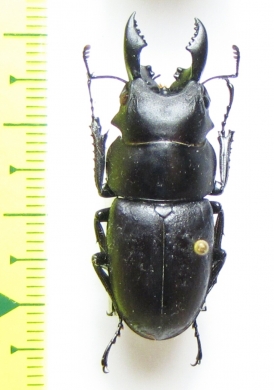 Dorcus sp.  Vietnam - INSECTS-STORE.RU