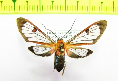 Erebidae sp.  Bolivia - INSECTS-STORE.RU