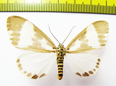 Geometridae sp.  Nepal - INSECTS-STORE.RU