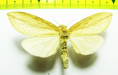 Hepialidae sp.?  Thailand - INSECTS-STORE.RU