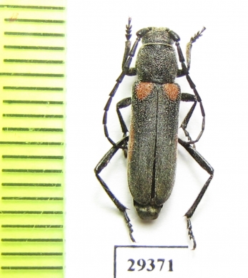 Asias forticornis  Kazakhstan - INSECTS-STORE.RU