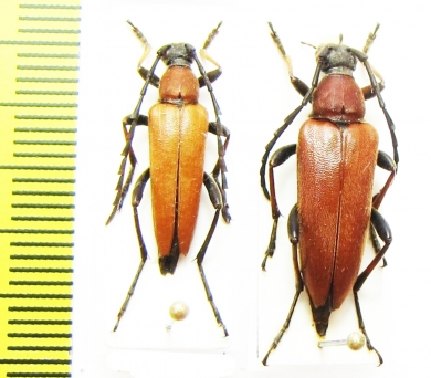 Corymbia succedanea, pair  Russia, Far East - INSECTS-STORE.RU