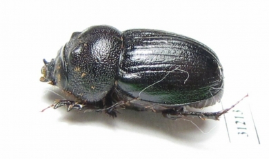 Orphnus giganteus, male  Zambia - INSECTS-STORE.RU