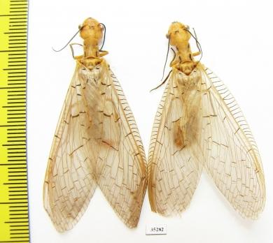 Megaloptera sp.  Malaysia, Borneo - INSECTS-STORE.RU