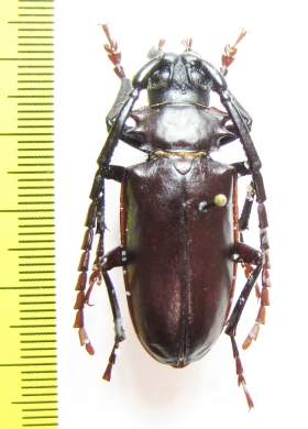 Dorysthenes sp.  Malaysia, Borneo - INSECTS-STORE.RU