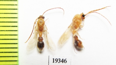 Mutillidae sp.  Iran, Sistan prov. - INSECTS-STORE.RU