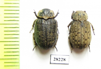 Omorgus sp.  Argentina - INSECTS-STORE.RU