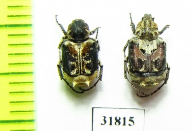 Valginae sp.  China, Yunnan prov. - INSECTS-STORE.RU