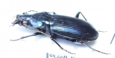 Lesticus insignis  Malaysia, Borneo - INSECTS-STORE.RU