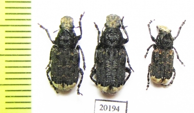 Platyrhinus resinosus  Russia, Tver reg. - INSECTS-STORE.RU