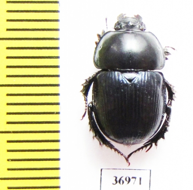 Phelotrupes shangrilensis  China - INSECTS-STORE.RU