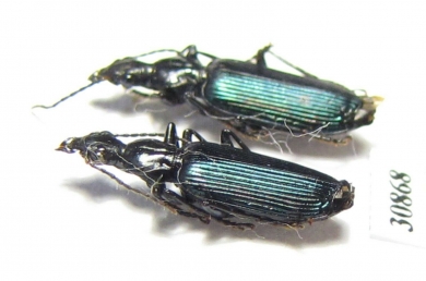 Carabidae sp.  Peru - INSECTS-STORE.RU