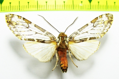 Erebidae sp.  Bolivia - INSECTS-STORE.RU