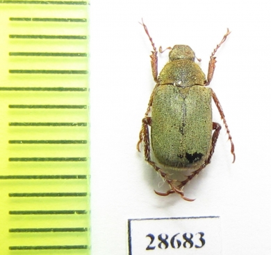 Hopliini sp.  Nepal - INSECTS-STORE.RU