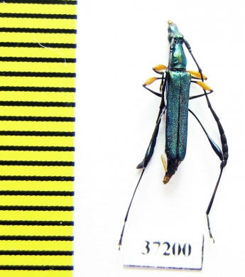 Cerambycidae sp.  South Africa Rep. - INSECTS-STORE.RU