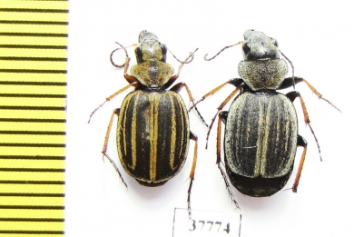 Graphipterus sp.  South Africa Rep. - INSECTS-STORE.RU