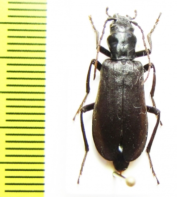Ditylus sp.  China, Sichuan prov. - INSECTS-STORE.RU