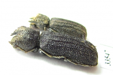 Bostrichidae sp.  Namibia - INSECTS-STORE.RU