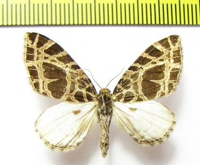Geometridae sp.  Nepal - INSECTS-STORE.RU