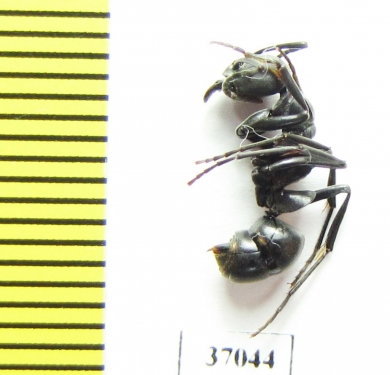 Formicidae sp.  South Africa Rep. - INSECTS-STORE.RU