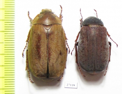 Melolonthinae sp.  Malaysia, Borneo - INSECTS-STORE.RU