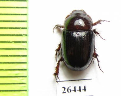 Orphninae sp.  Angola - INSECTS-STORE.RU