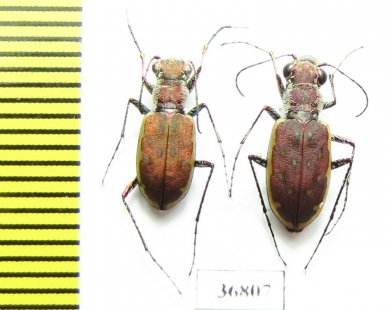 Cicindelinae sp., pair  Zambia - INSECTS-STORE.RU