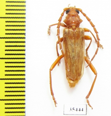 Gahania sp.  South Africa Rep. - INSECTS-STORE.RU