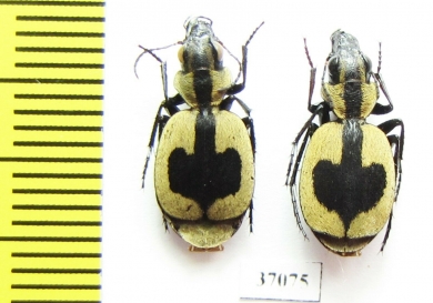 Graphipterus sp.  South Africa Rep. - INSECTS-STORE.RU