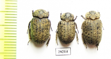 Omorgus sp.  Argentina - INSECTS-STORE.RU