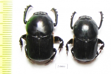 Onitis subopacus, male  China, Guangxi prov. - INSECTS-STORE.RU