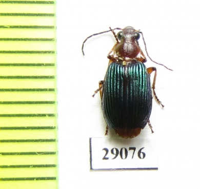 Carabidae sp.  Tanzania - INSECTS-STORE.RU