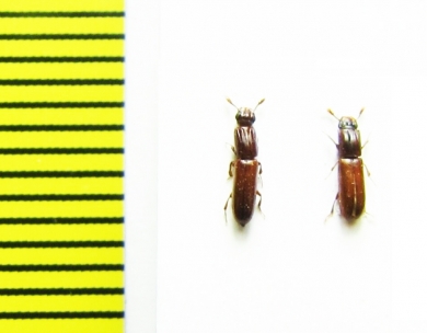 Aulonium sp.  Peru - INSECTS-STORE.RU