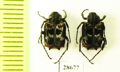 Valginae sp.  Indonesia, Sulawesi - INSECTS-STORE.RU