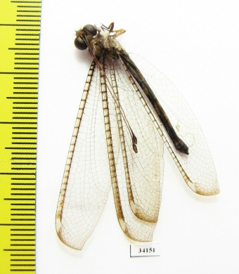 Ascalaphidae sp.  Ecuador - INSECTS-STORE.RU