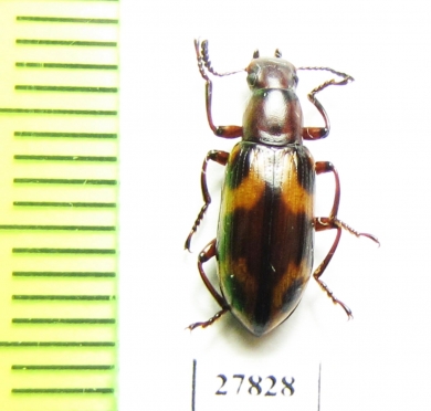 Tenebrionidae sp.  Malaysia, Borneo - INSECTS-STORE.RU