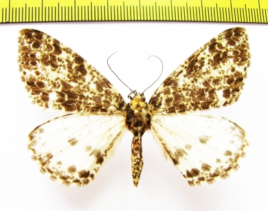 Geometridae sp.  Nepal - INSECTS-STORE.RU