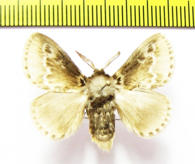 Lasiocampidae sp.  Honduras - INSECTS-STORE.RU