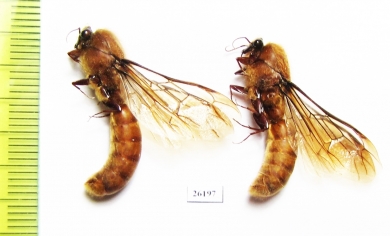 Formicidae sp.  South Africa Rep. - INSECTS-STORE.RU