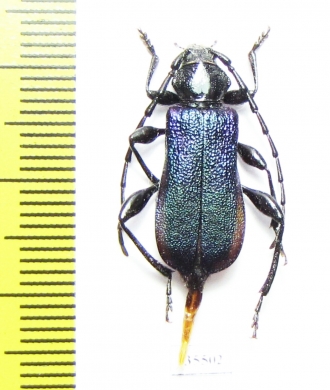 Ropalopus insubricus  Croatia - INSECTS-STORE.RU