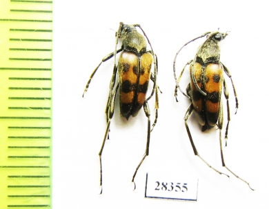 Pachytodes erraticus  Russia, Volgograd reg. - INSECTS-STORE.RU