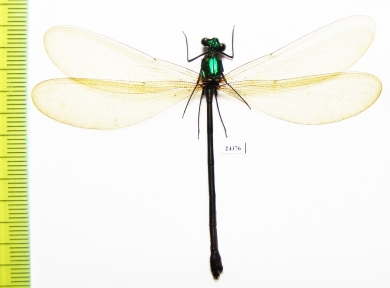 Odonata sp.  Indonesia, Java - INSECTS-STORE.RU