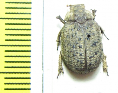 Omorgus squalidus  Senegal - INSECTS-STORE.RU
