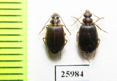 Carabidae sp.  South Africa Rep. - INSECTS-STORE.RU